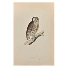 Antique Little Owl - Woodcut Print by Alexander Francis Lydon  - 1870