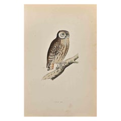 Petit hibou - Impression sur bois d'Alexander Francis Lydon  - 1870