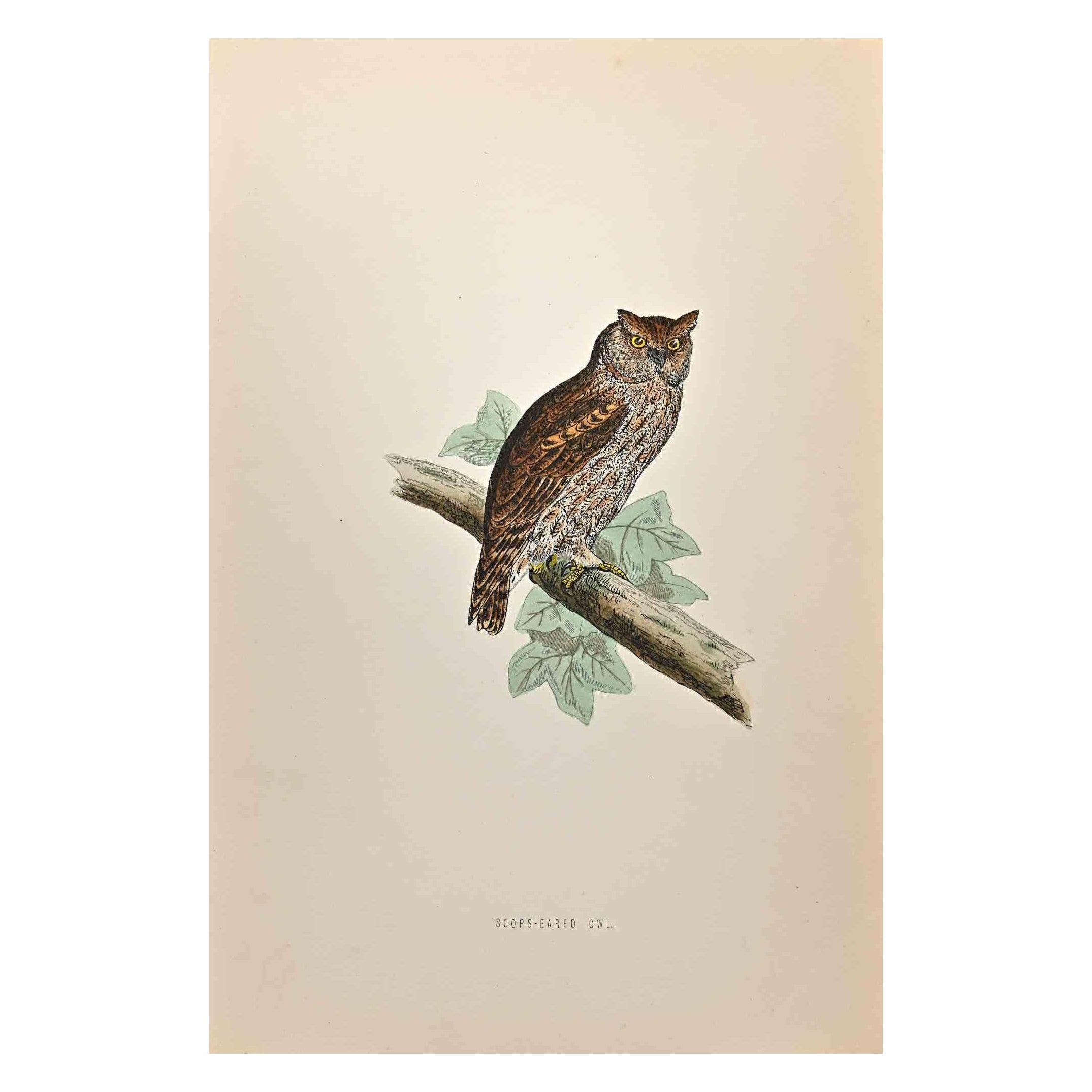 Scops-Eared Owl is a modern artwork realized in 1870 by the British artist Alexander Francis Lydon (1836-1917).

Woodcut print on ivory-colored paper.

Hand-colored, published by London, Bell & Sons, 1870.  

The name of the bird is printed on the