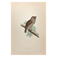 Scops-Eared Owl – Holzschnitt von Alexander Francis Lydon  - 1870