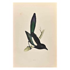 Antique Magpie - Woodcut Print by Alexander Francis Lydon  - 1870