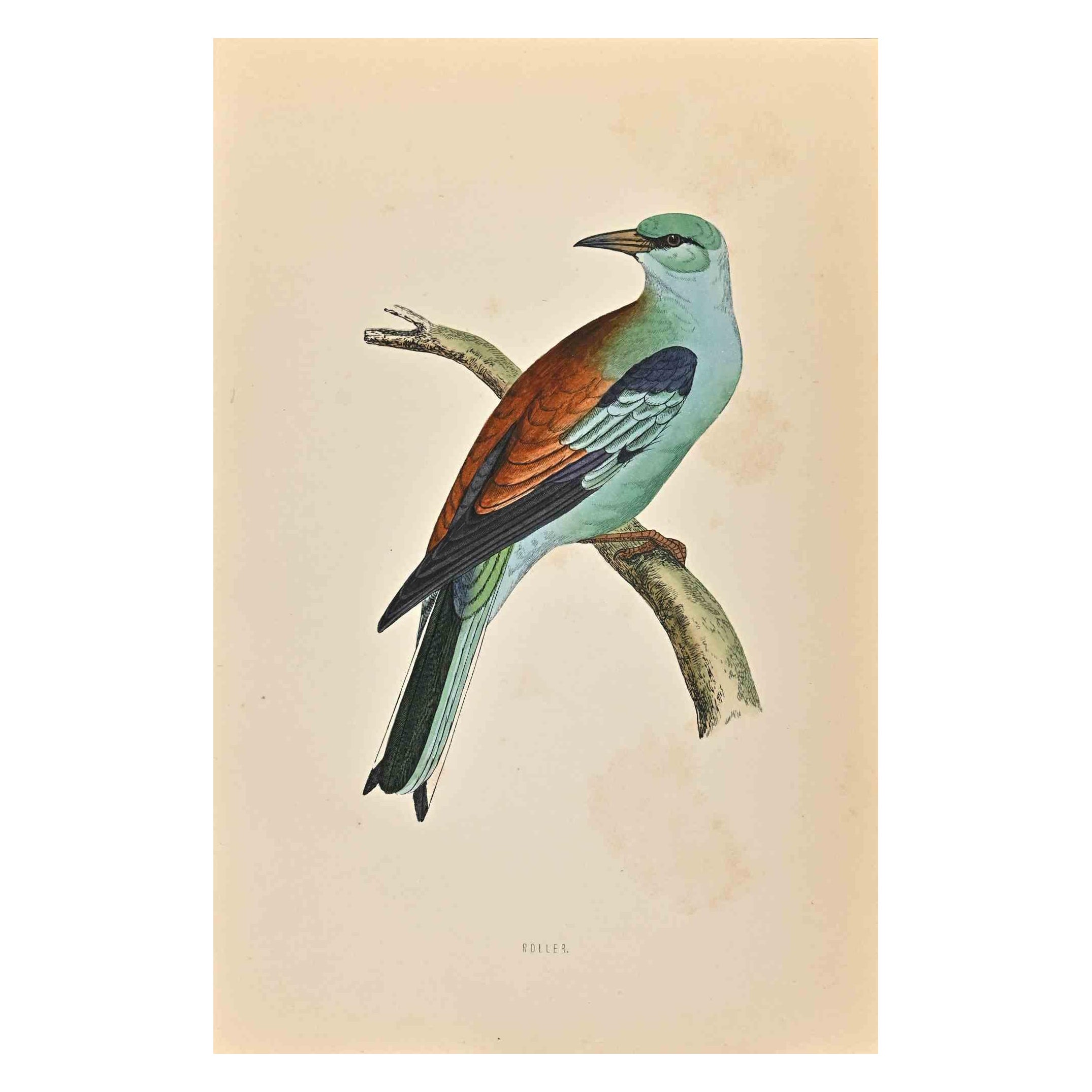 Roller is a modern artwork realized in 1870 by the British artist Alexander Francis Lydon (1836-1917).

Woodcut print on ivory-colored paper.

Hand-colored, published by London, Bell & Sons, 1870.  

The name of the bird is printed on the plate.