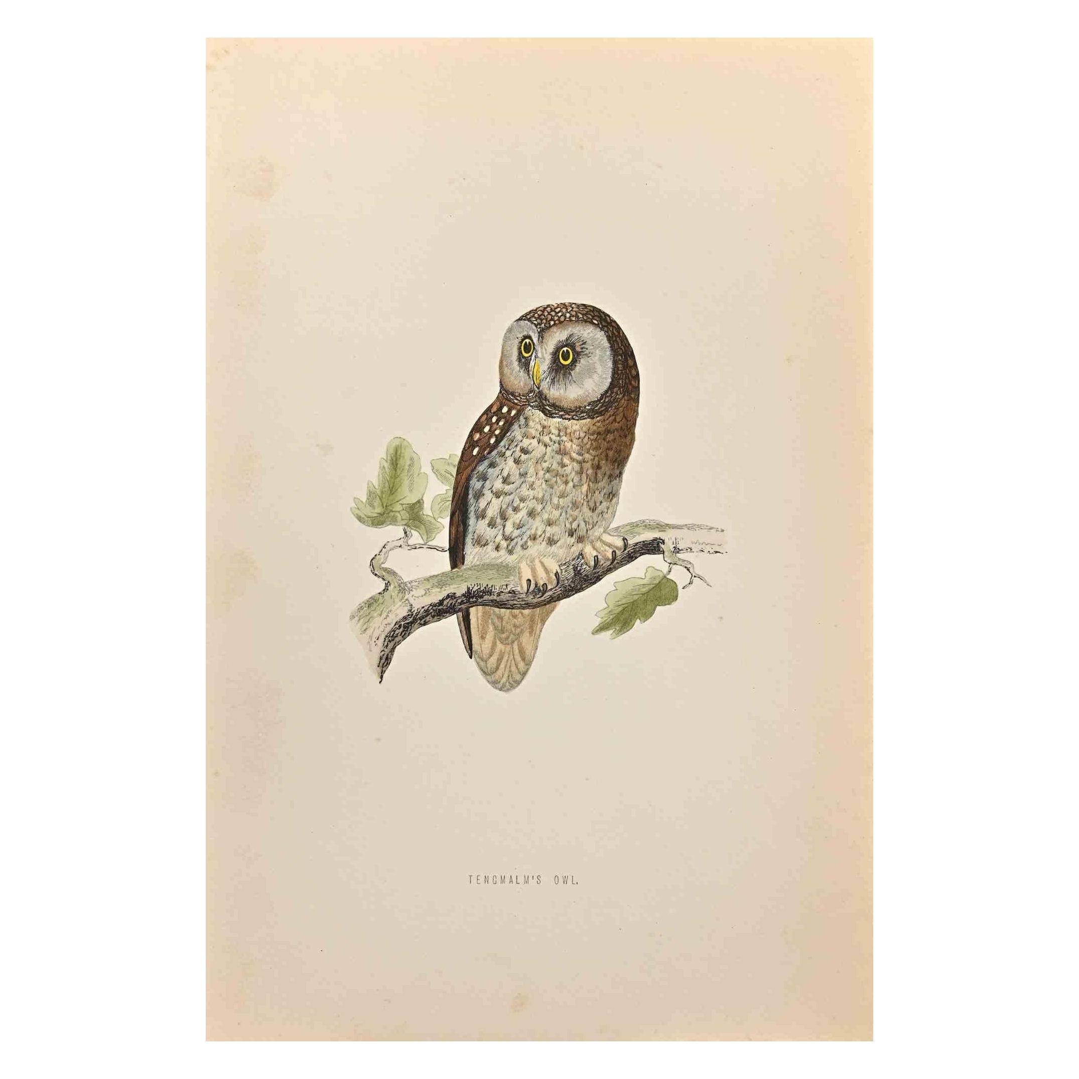 Tengmalm's Owl is a modern artwork realized in 1870 by the British artist Alexander Francis Lydon (1836-1917).

Woodcut print on ivory-colored paper.

Hand-colored, published by London, Bell & Sons, 1870.  

The name of the bird is printed on the