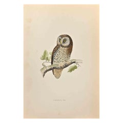 Antique Tengmalm's Owl - Woodcut Print by Alexander Francis Lydon  - 1870