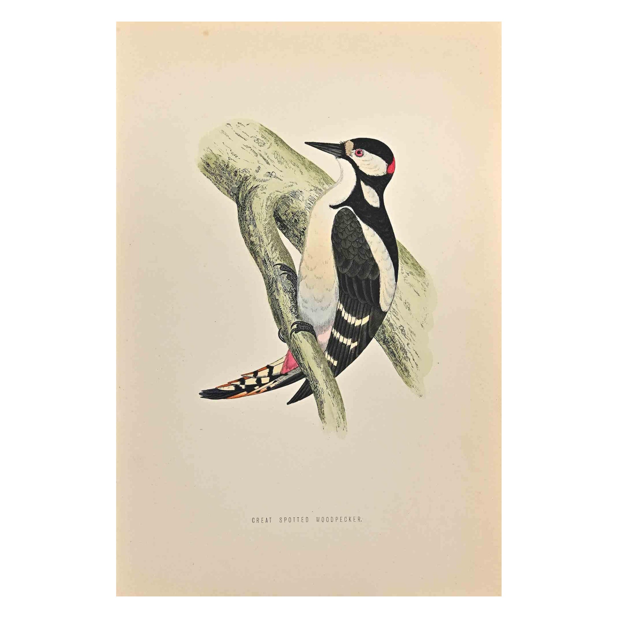 Great Spotted Wodpecker is a modern artwork realized in 1870 by the British artist Alexander Francis Lydon (1836-1917).

Woodcut print on ivory-colored paper.

Hand-colored, published by London, Bell & Sons, 1870.  

The name of the bird is printed