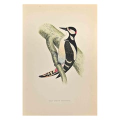 Antique Great Spotted Wodpecker - Woodcut Print by Alexander Francis Lydon  - 1870