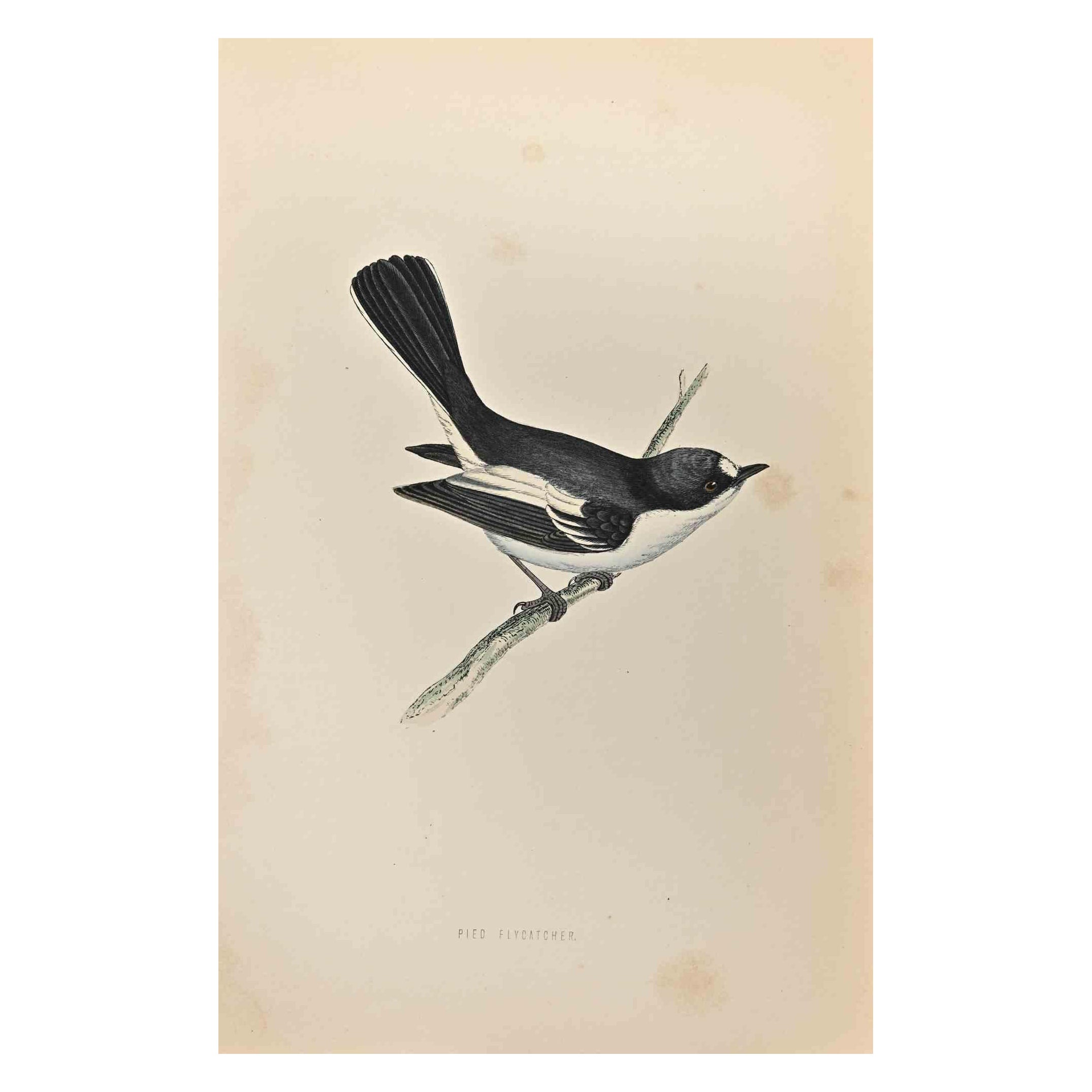 Pied Flycatcher is a modern artwork realized in 1870 by the British artist Alexander Francis Lydon (1836-1917).

Woodcut print on ivory-colored paper.

Hand-colored, published by London, Bell & Sons, 1870.  

The name of the bird is printed on the