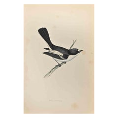 Red-Breasted Pied Flycatcher - Woodcut Print by Alexander Francis Lydon  - 1870