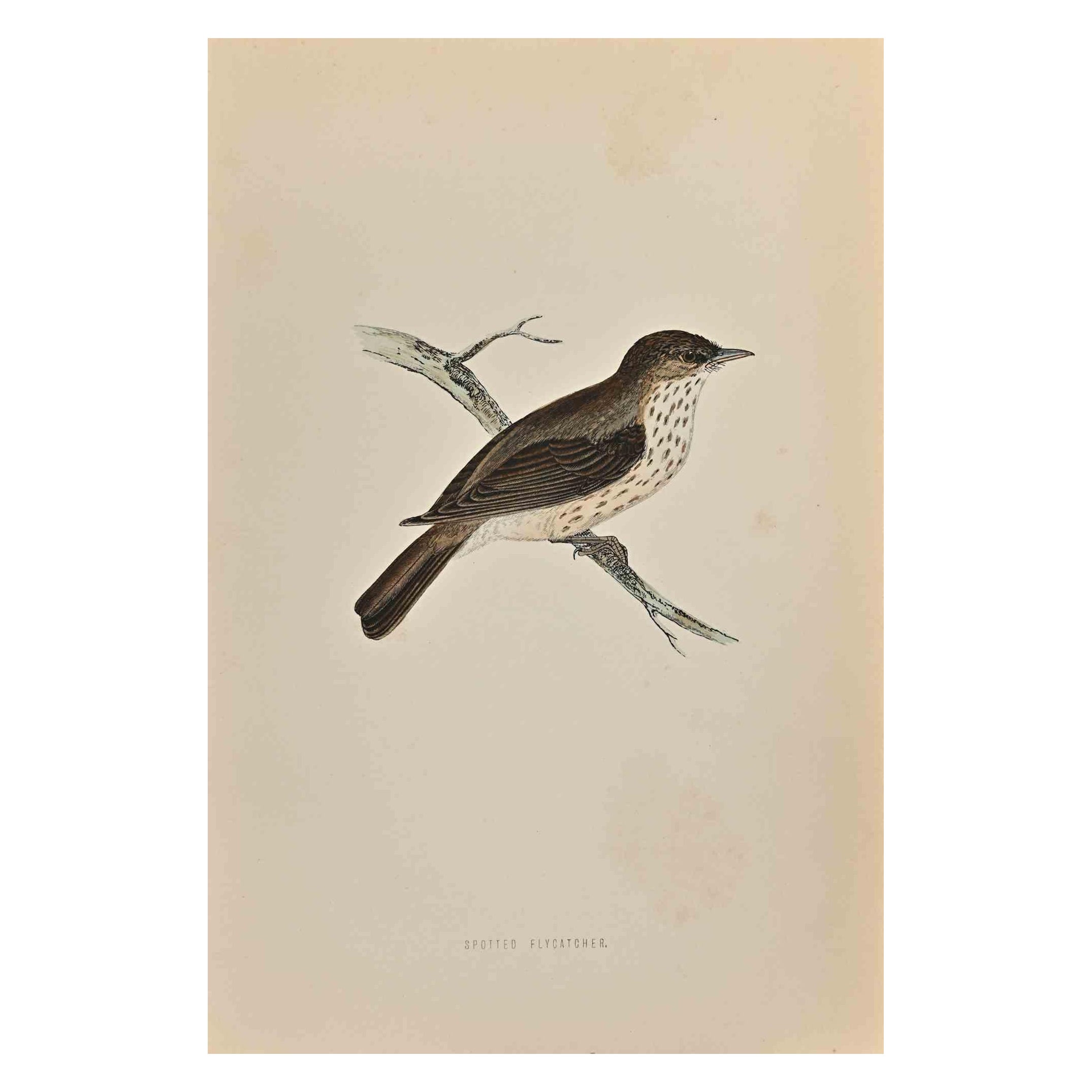 Spotted Flycatcher is a modern artwork realized in 1870 by the British artist Alexander Francis Lydon (1836-1917).

Woodcut print on ivory-colored paper.

Hand-colored, published by London, Bell & Sons, 1870.  

The name of the bird is printed on