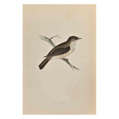 Antique Spotted Flycatcher - Woodcut Print by Alexander Francis Lydon  - 1870