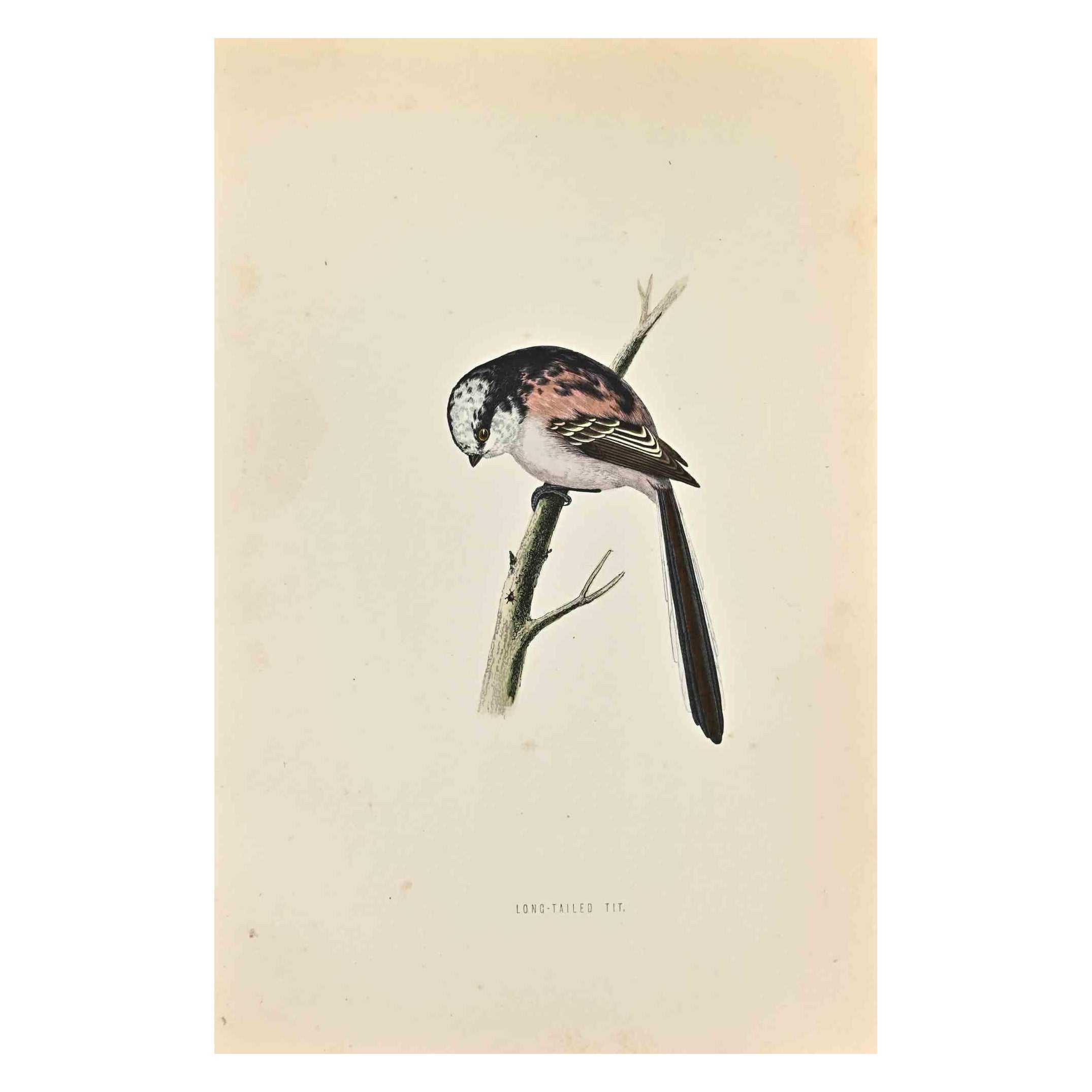 Long-Tailed Tit is a modern artwork realized in 1870 by the British artist Alexander Francis Lydon (1836-1917).

Woodcut print on ivory-colored paper.

Hand-colored, published by London, Bell & Sons, 1870.  

The name of the bird is printed on the