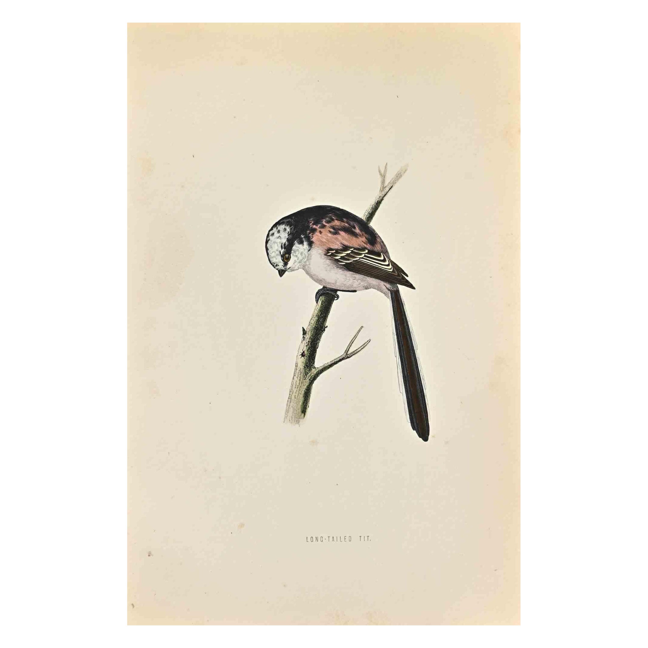 Long-Tailed Tit is a modern artwork realized in 1870 by the British artist Alexander Francis Lydon (1836-1917).

Woodcut print on ivory-colored paper.

Hand-colored, published by London, Bell & Sons, 1870.  

The name of the bird is printed on the