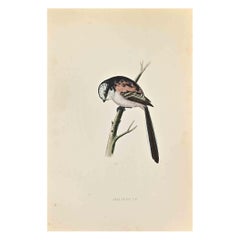 Long-Tailed Tit - Woodcut Print by Alexander Francis Lydon  - 1870