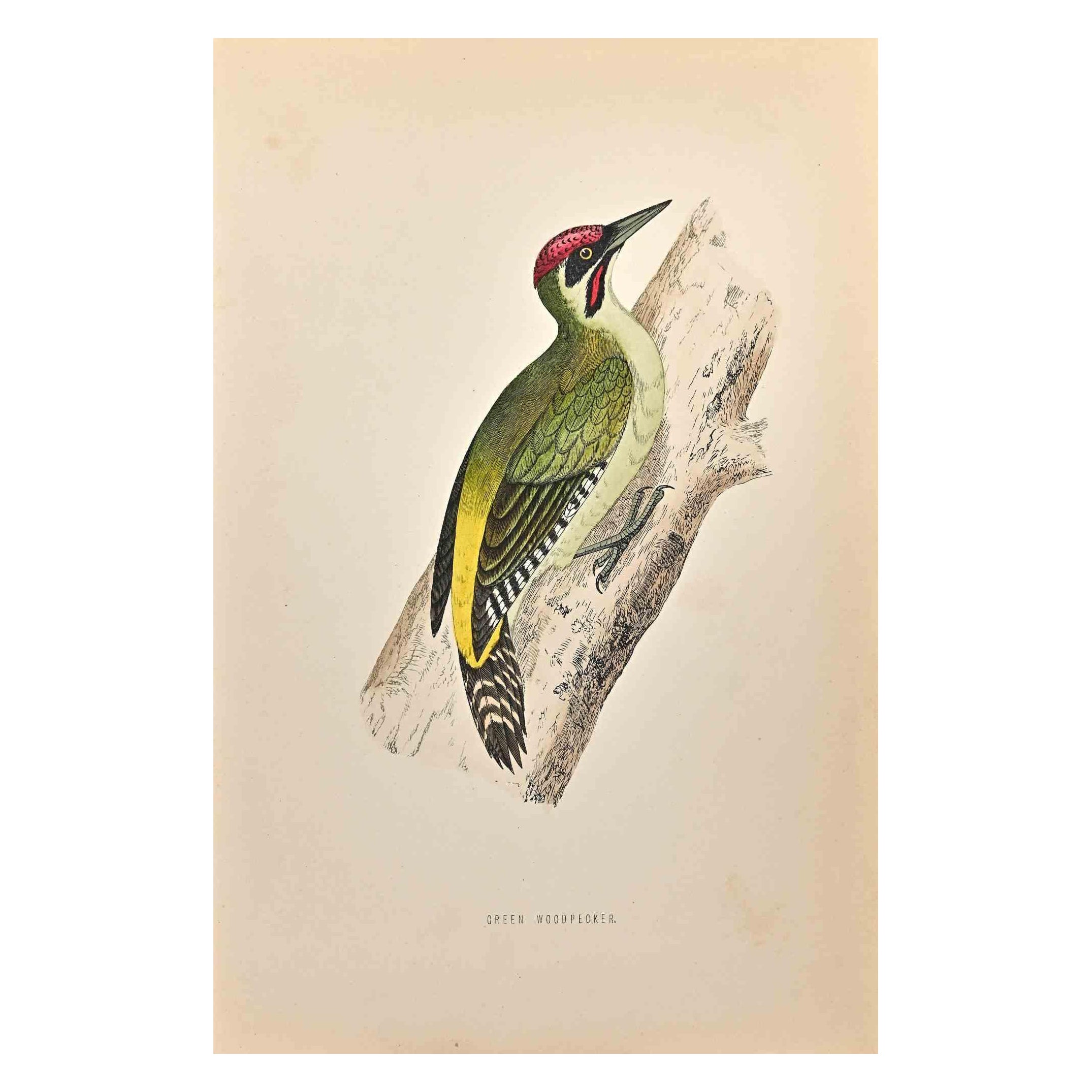 Green Woodpecker is a modern artwork realized in 1870 by the British artist Alexander Francis Lydon (1836-1917).

Woodcut print on ivory-colored paper.

Hand-colored, published by London, Bell & Sons, 1870.  

The name of the bird is printed on the