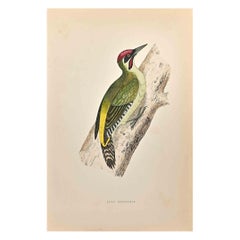 Grüner grüner Holzpecker – Holzschnitt von Alexander Francis Lydon  - 1870