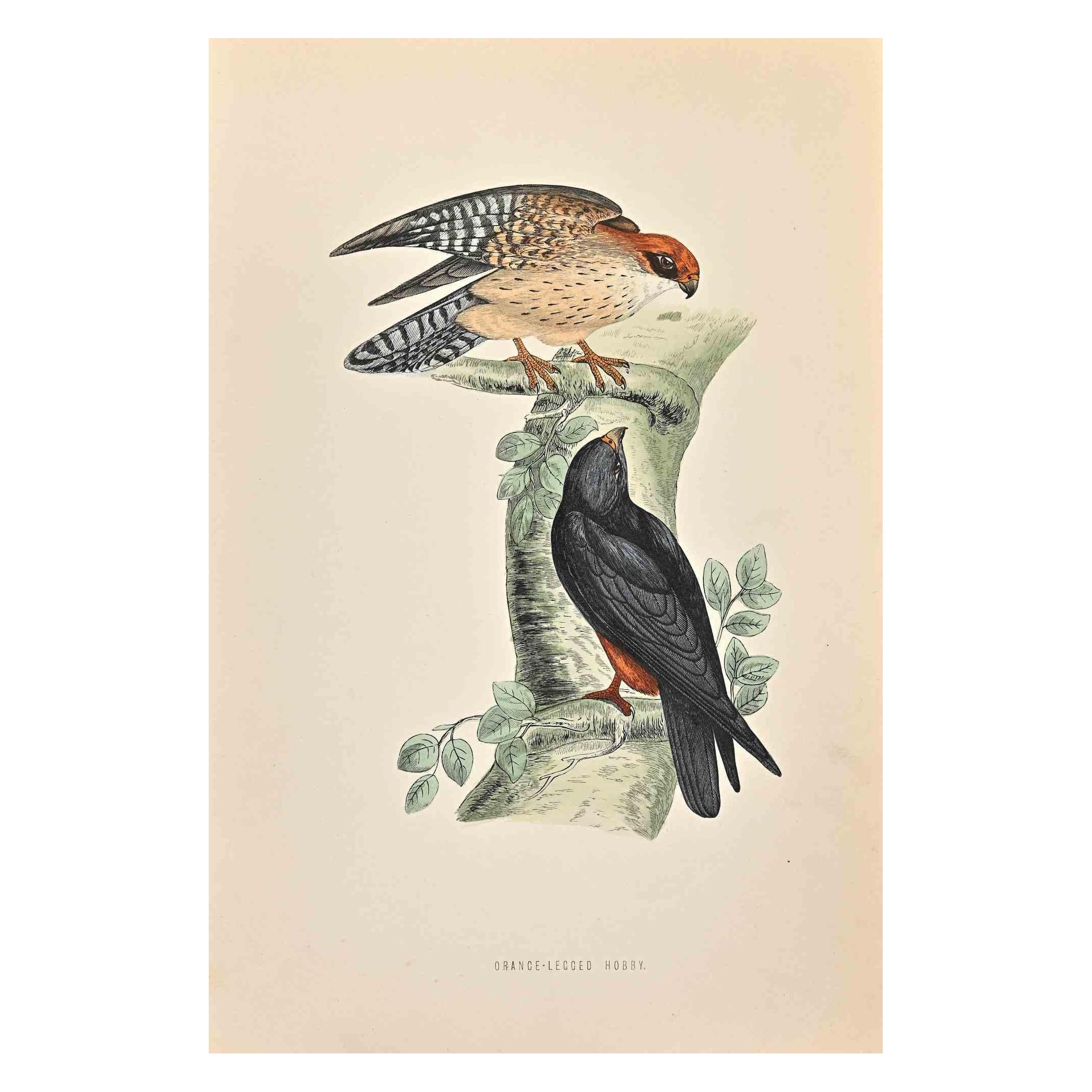 Orange-legged Hobby is a modern artwork realized in 1870 by the British artist Alexander Francis Lydon (1836-1917).

Woodcut print on ivory-colored paper.

Hand-colored, published by London, Bell & Sons, 1870.  

The name of the bird is printed on