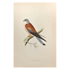 Gheppio minore - Stampa xilografica di Alexander Francis Lydon  - 1870