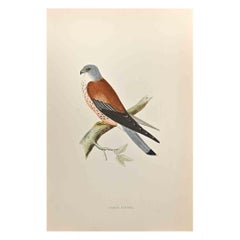 Lesser Kestrel - Woodcut Print by Alexander Francis Lydon  - 1870