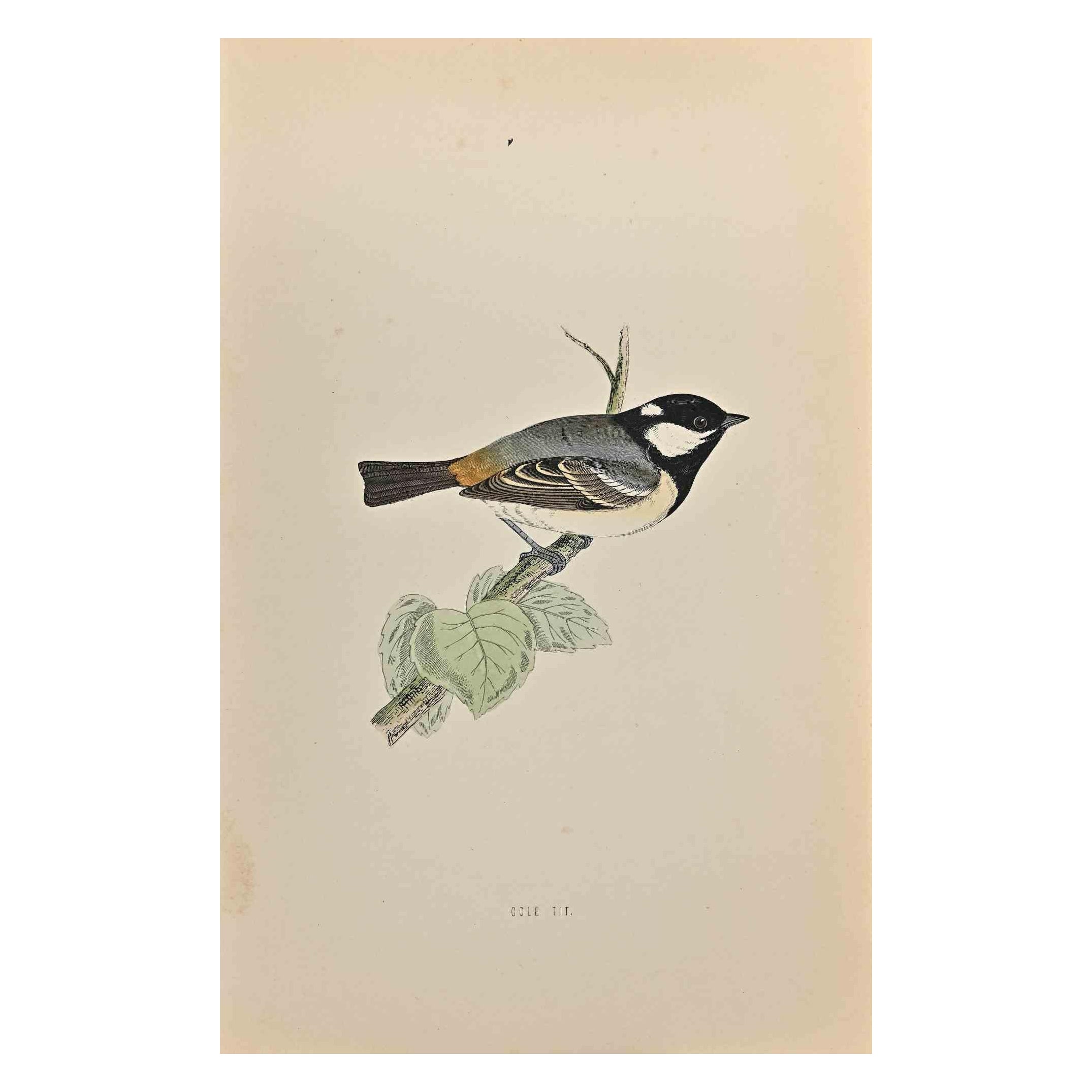 Cole Tit is a modern artwork realized in 1870 by the British artist Alexander Francis Lydon (1836-1917).

Woodcut print on ivory-colored paper.

Hand-colored, published by London, Bell & Sons, 1870.  

The name of the bird is printed on the plate.