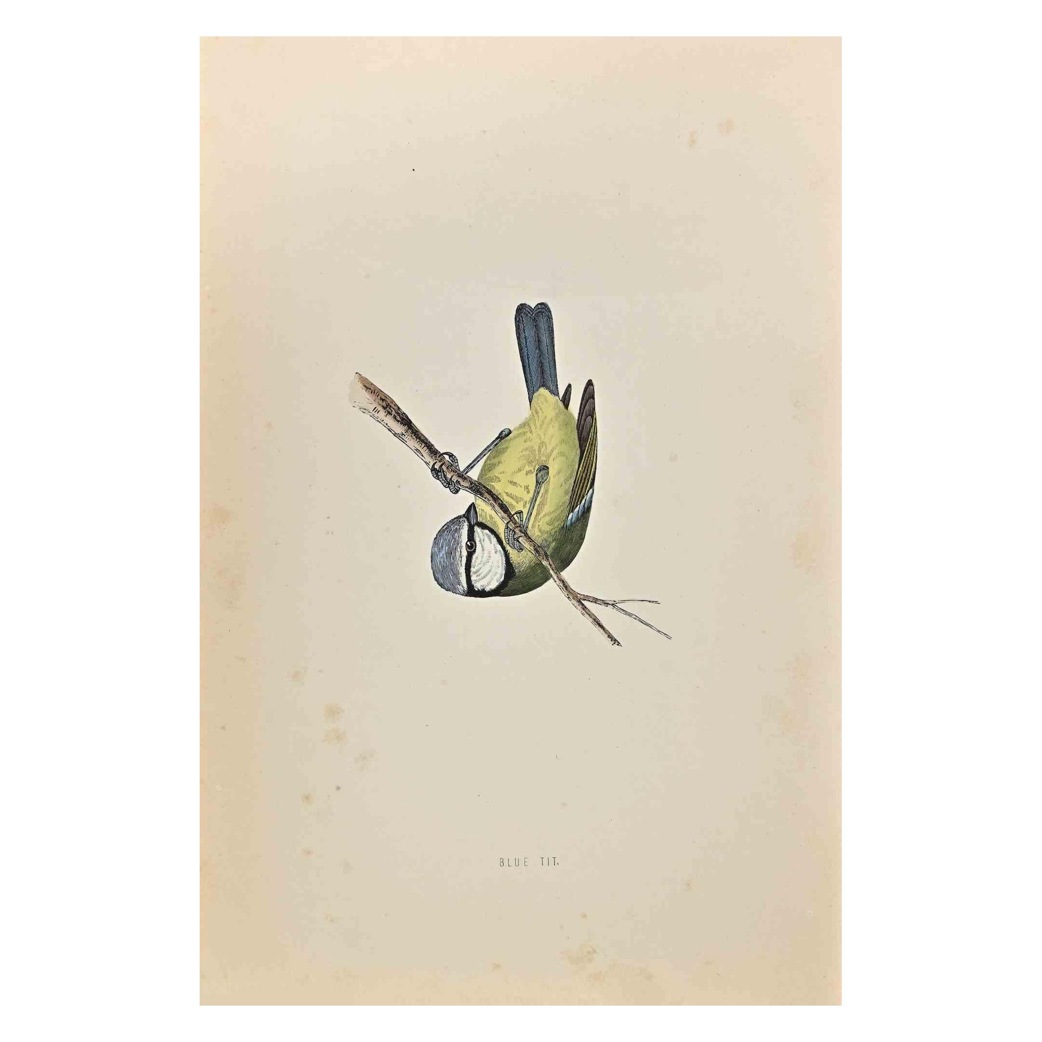 Blue Tit is a modern artwork realized in 1870 by the British artist Alexander Francis Lydon (1836-1917).

Woodcut print on ivory-colored paper.

Hand-colored, published by London, Bell & Sons, 1870.  

The name of the bird is printed on the plate.