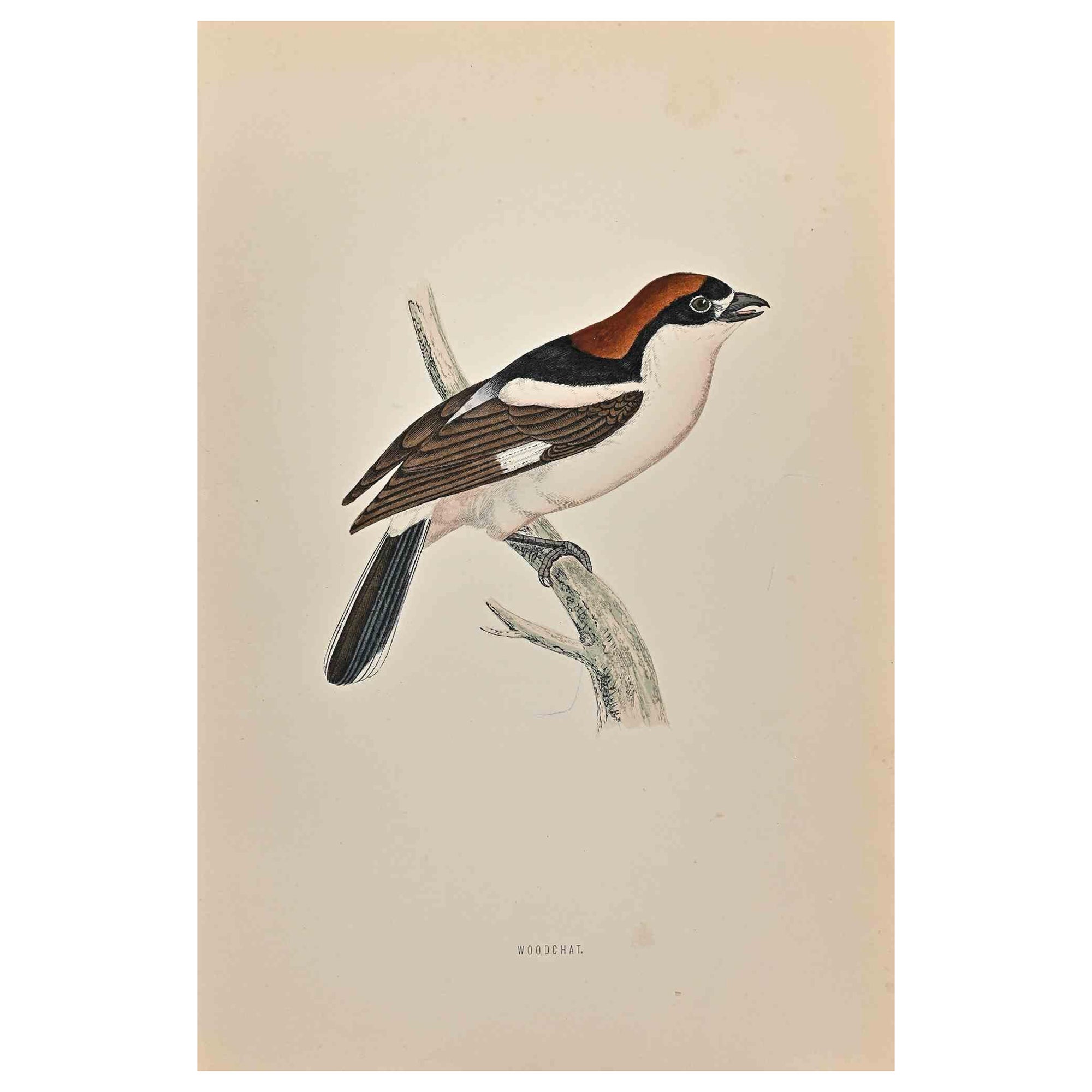 Woodchat is a modern artwork realized in 1870 by the British artist Alexander Francis Lydon (1836-1917).

Woodcut print on ivory-colored paper.

Hand-colored, published by London, Bell & Sons, 1870.  

The name of the bird is printed on the plate.