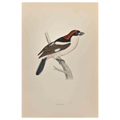 Antique Woodchat- Woodcut Print by Alexander Francis Lydon  - 1870