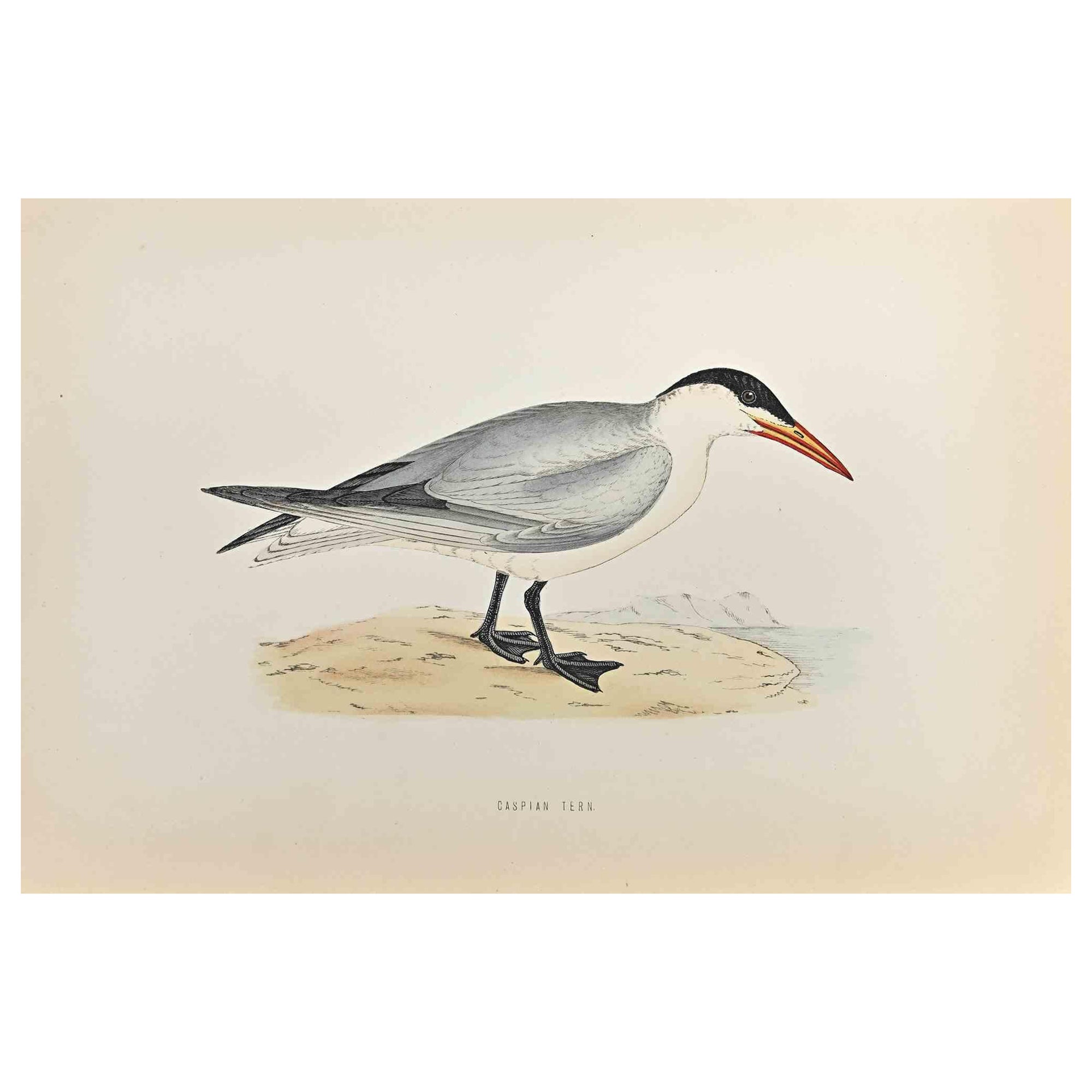 Caspian Tern is a modern artwork realized in 1870 by the British artist Alexander Francis Lydon (1836-1917) . 

Woodcut print, hand colored, published by London, Bell & Sons, 1870.  Name of the bird printed in plate. This work is part of a print