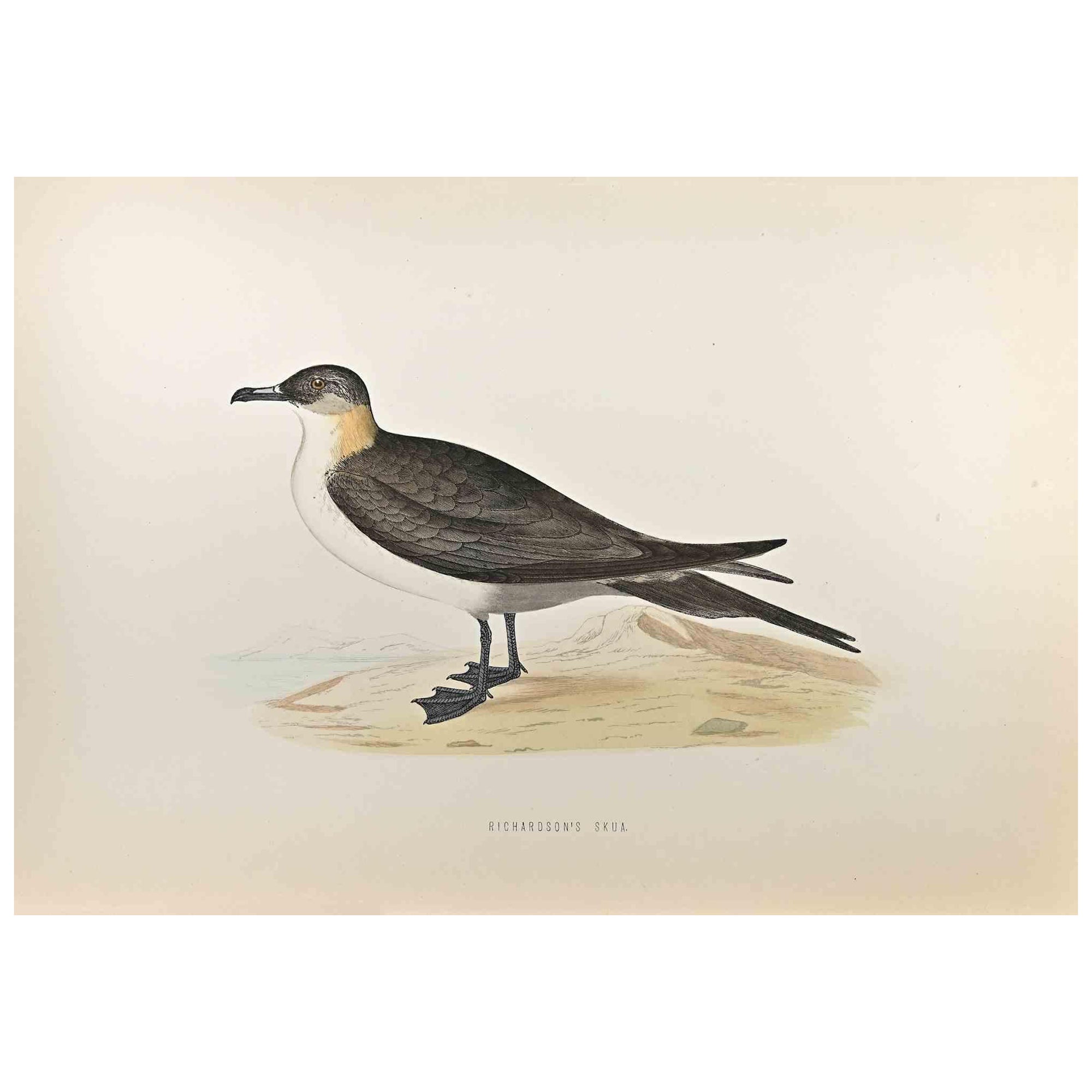 Richardson's Skua is a modern artwork realized in 1870 by the British artist Alexander Francis Lydon (1836-1917) . 

Woodcut print, hand colored, published by London, Bell & Sons, 1870.  Name of the bird printed in plate. This work is part of a