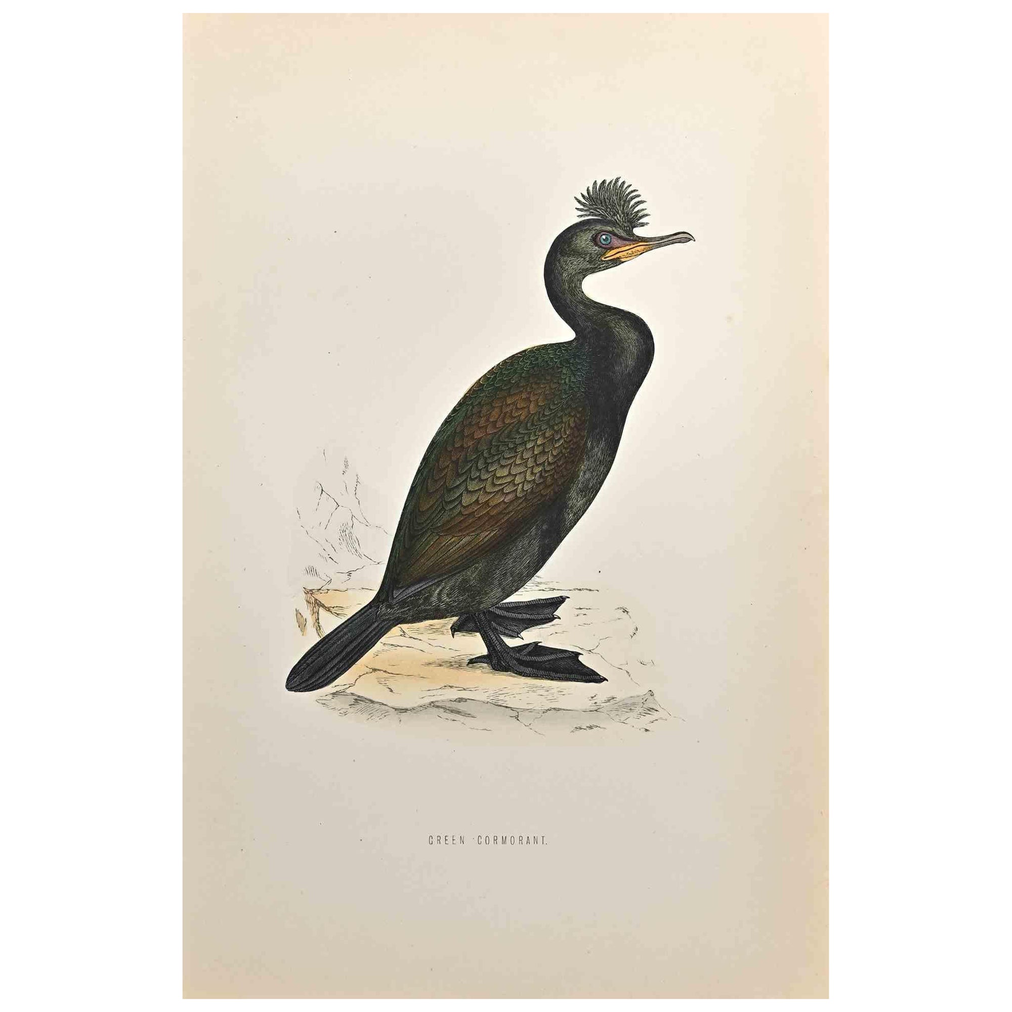 Green Cormorant is a modern artwork realized in 1870 by the British artist Alexander Francis Lydon (1836-1917) . 

Woodcut print, hand colored, published by London, Bell & Sons, 1870.  Name of the bird printed in plate. This work is part of a print