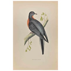 Antique Passenger Pigeon - Woodcut Print by Alexander Francis Lydon  - 1870