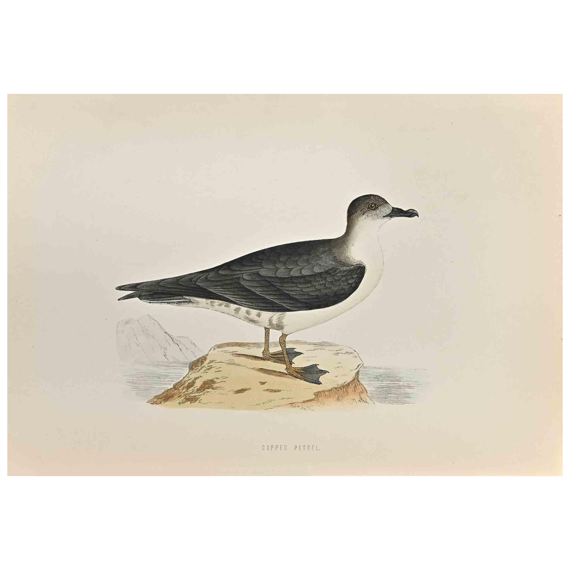 Capped Petrel is a modern artwork realized in 1870 by the British artist Alexander Francis Lydon (1836-1917) . 

Woodcut print, hand colored, published by London, Bell & Sons, 1870.  Name of the bird printed in plate. This work is part of a print