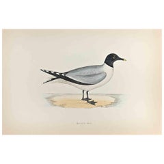 Sabine's Gull - Impression sur bois d'Alexander Francis Lydon  - 1870
