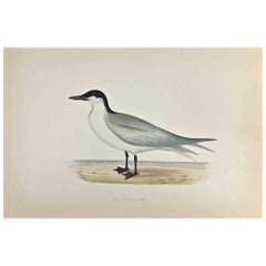 Antique Gull-Billed Tern - Woodcut Print by Alexander Francis Lydon  - 1870