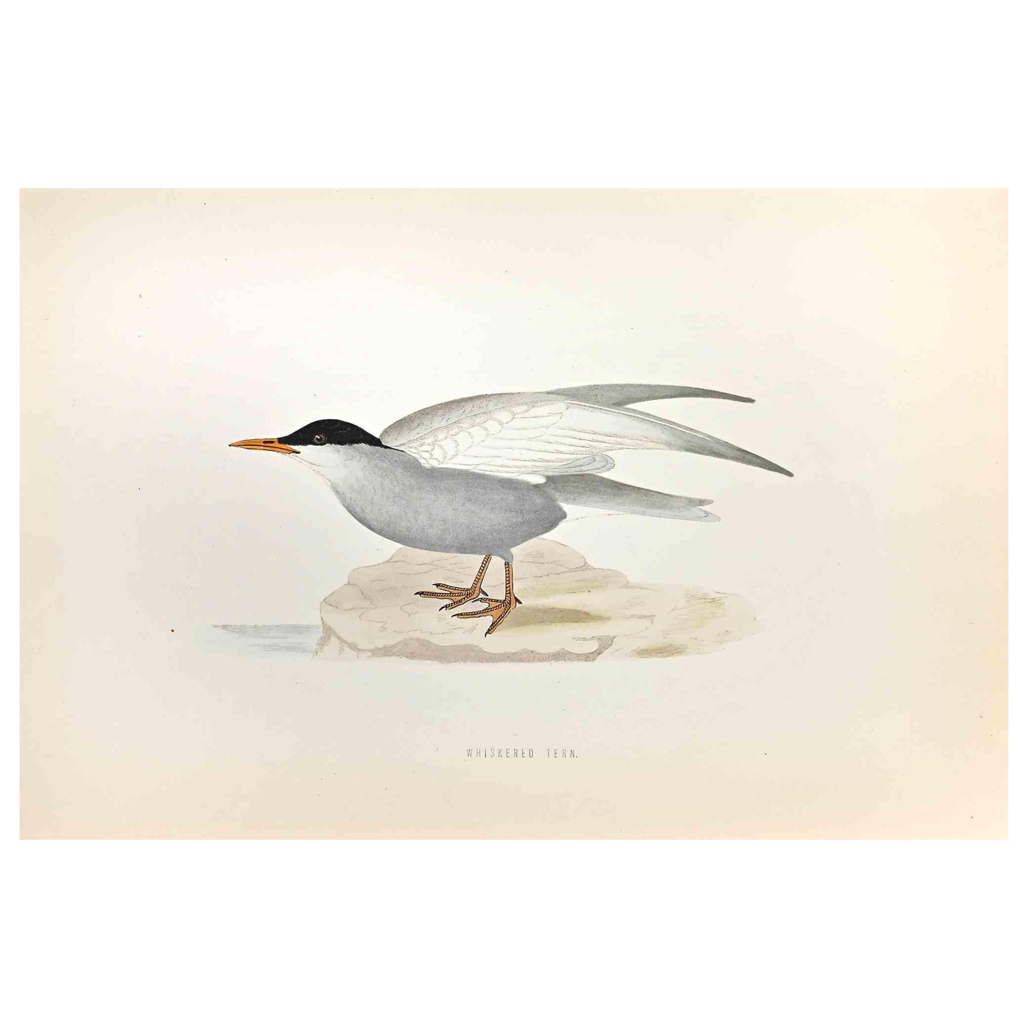 Whiskered Tern ist ein modernes Kunstwerk, das 1870 von dem britischen Künstler Alexander Francis Lydon (1836-1917) geschaffen wurde. 

Holzschnitt, handkoloriert, veröffentlicht von London, Bell & Sons, 1870.  Name des Vogels in der Platte