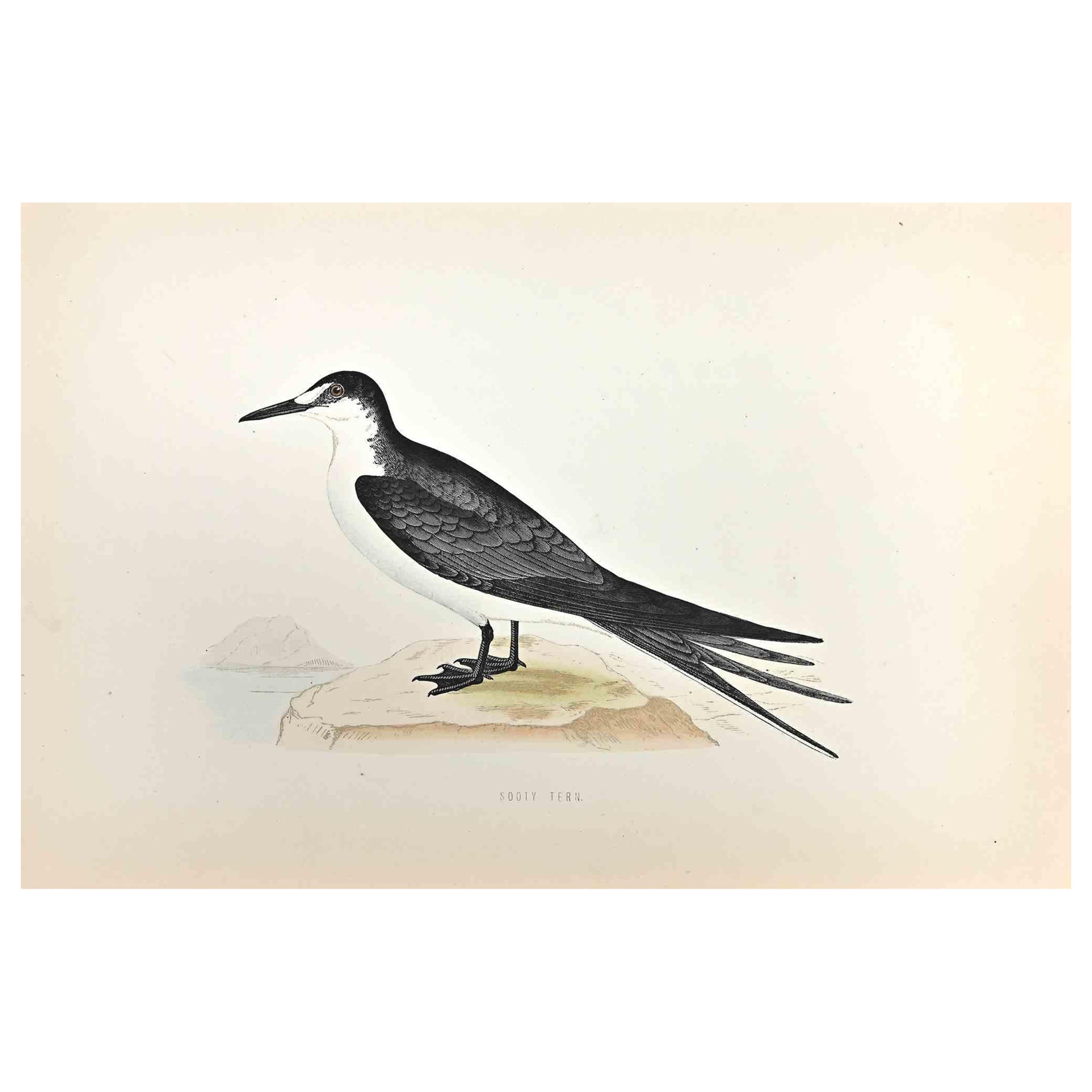  Sooty Tern is a modern artwork realized in 1870 by the British artist Alexander Francis Lydon (1836-1917) . 

Woodcut print, hand colored, published by London, Bell & Sons, 1870.  Name of the bird printed in plate. This work is part of a print