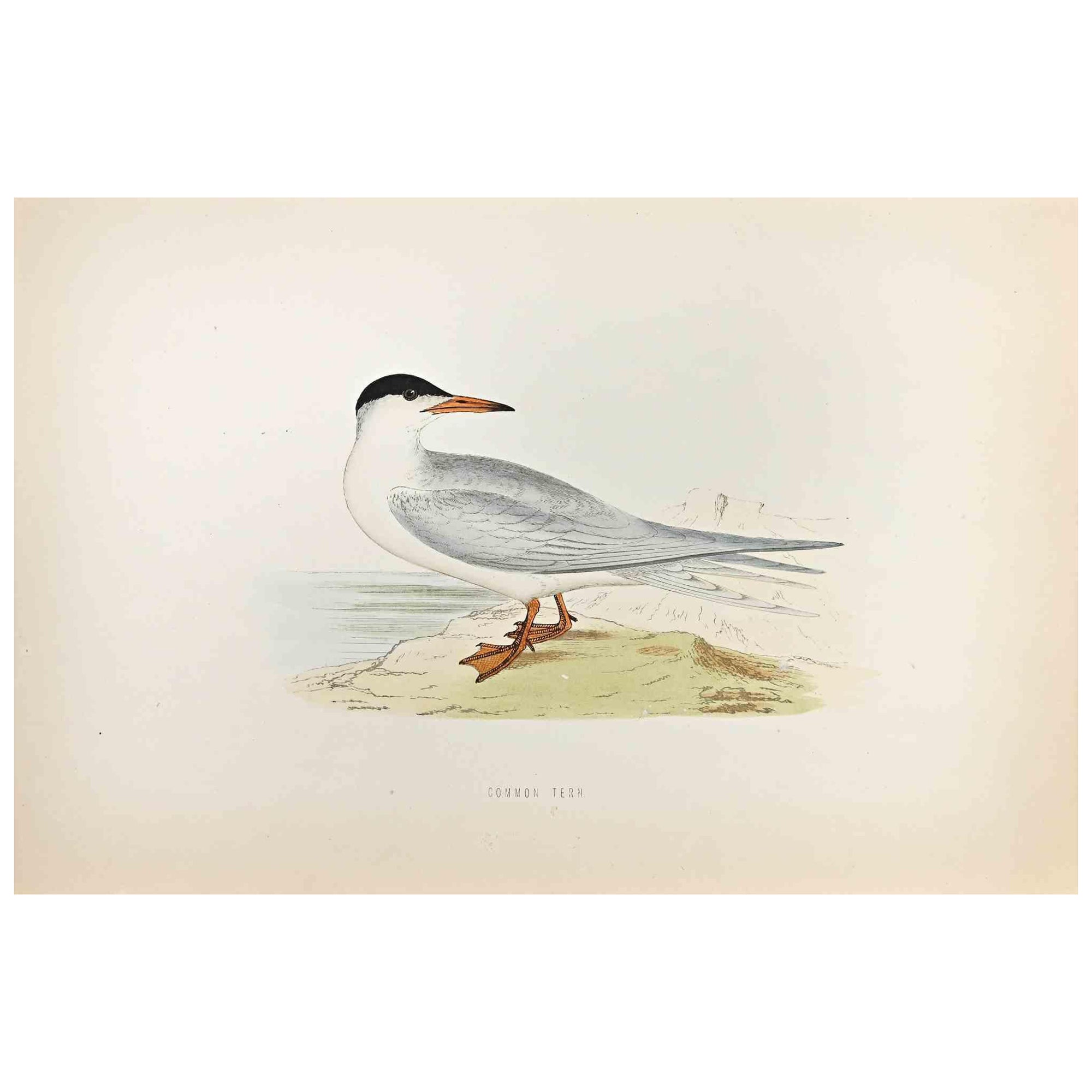 Common Tern is a modern artwork realized in 1870 by the British artist Alexander Francis Lydon (1836-1917) . 

Woodcut print, hand colored, published by London, Bell & Sons, 1870.  Name of the bird printed in plate. This work is part of a print