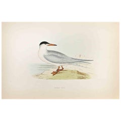 Common Tern - Impression sur bois d'Alexander Francis Lydon  - 1870