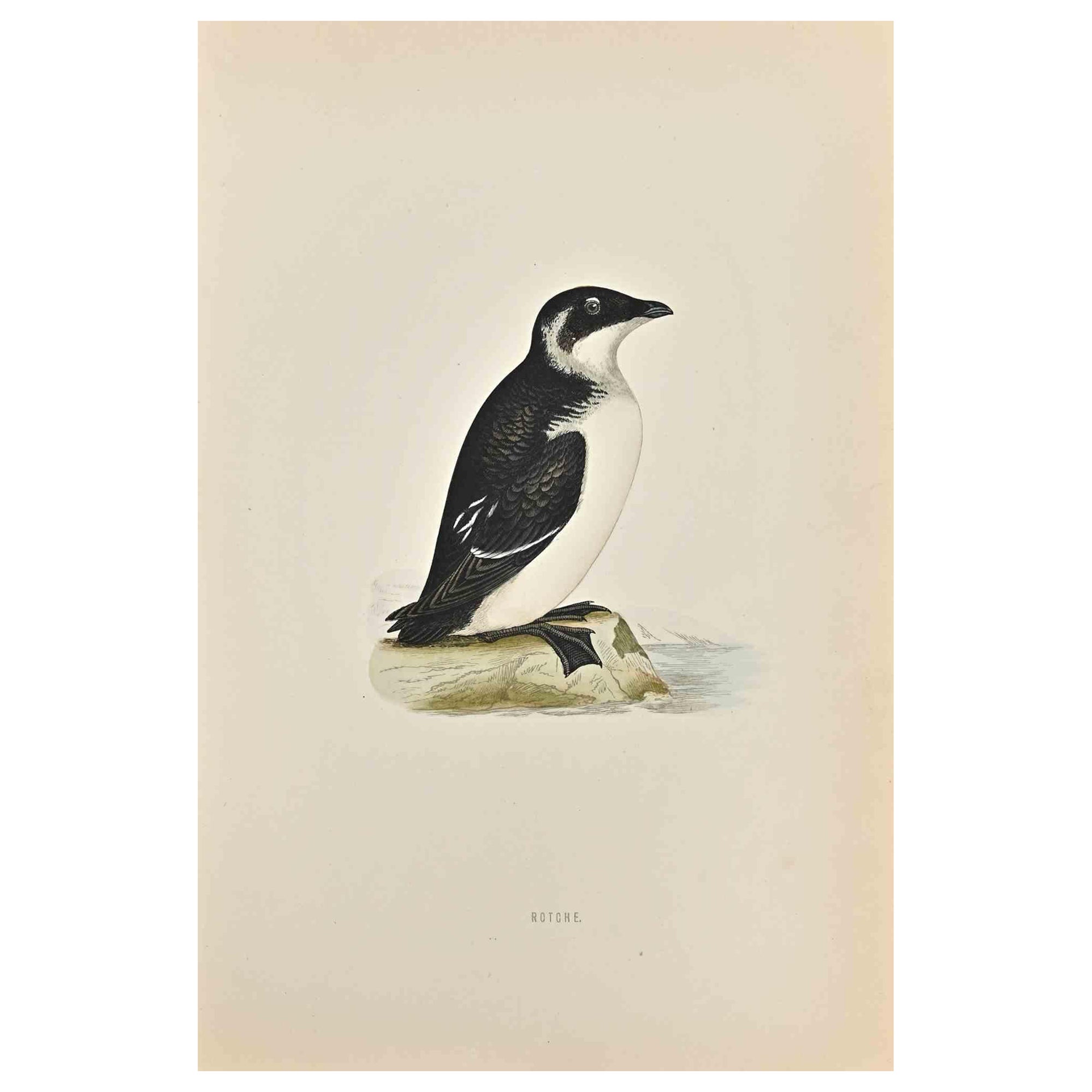 Rotche is a modern artwork realized in 1870 by the British artist Alexander Francis Lydon (1836-1917).

Woodcut print on ivory-colored paper.

Hand-colored, published by London, Bell & Sons, 1870.  

The name of the bird is printed on the plate.