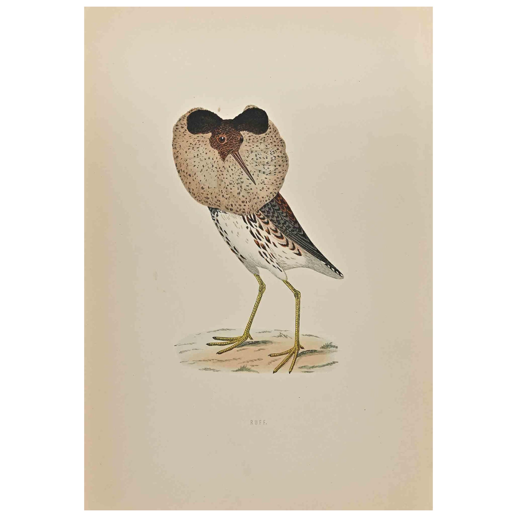  

Ruff is a modern artwork realized in 1870 by the British artist Alexander Francis Lydon (1836-1917).

Woodcut print on ivory-colored paper.

Hand-colored, published by London, Bell & Sons, 1870.  

 

The name of the bird is printed on the plate.