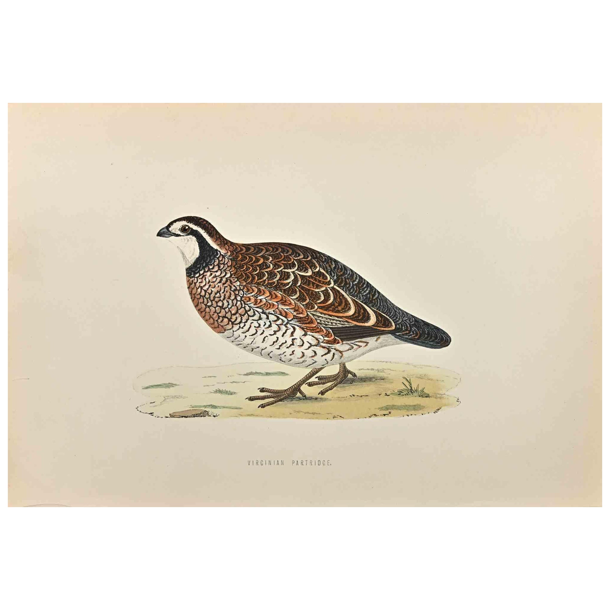 Virginian Partridge is a modern artwork realized in 1870 by the British artist Alexander Francis Lydon (1836-1917).

Woodcut print on ivory-colored paper.

Hand-colored, published by London, Bell & Sons, 1870.  

The name of the bird is printed on