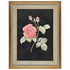 Roses - Original Etching by François Langlois - 19th Century