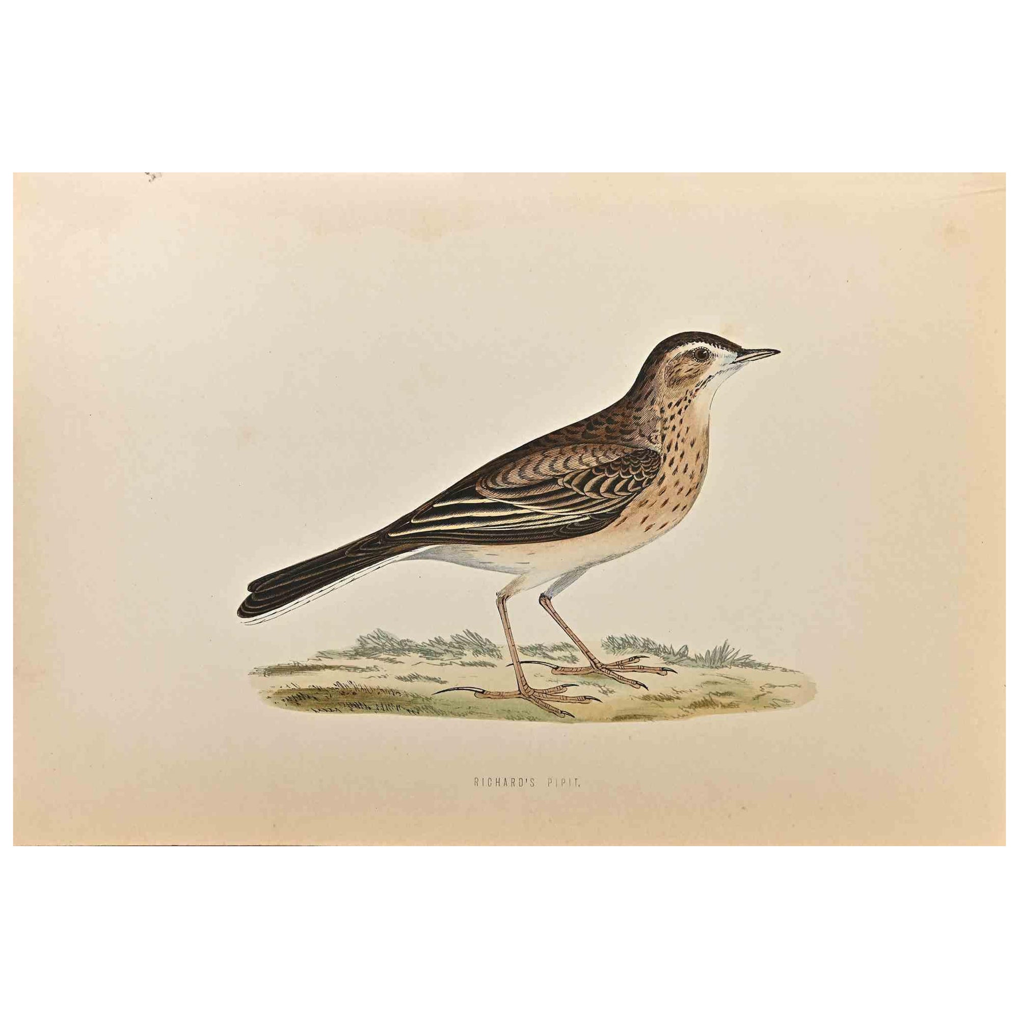 Richard's Pipit is a modern artwork realized in 1870 by the British artist Alexander Francis Lydon (1836-1917).

Woodcut print on ivory-colored paper.

Hand-colored, published by London, Bell & Sons, 1870.  

The name of the bird is printed on the