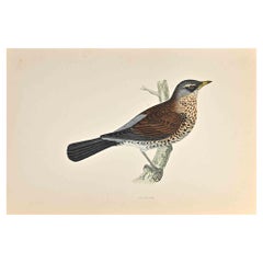 Fieldfare - Impression sur bois d'Alexander Francis Lydon  - 1870