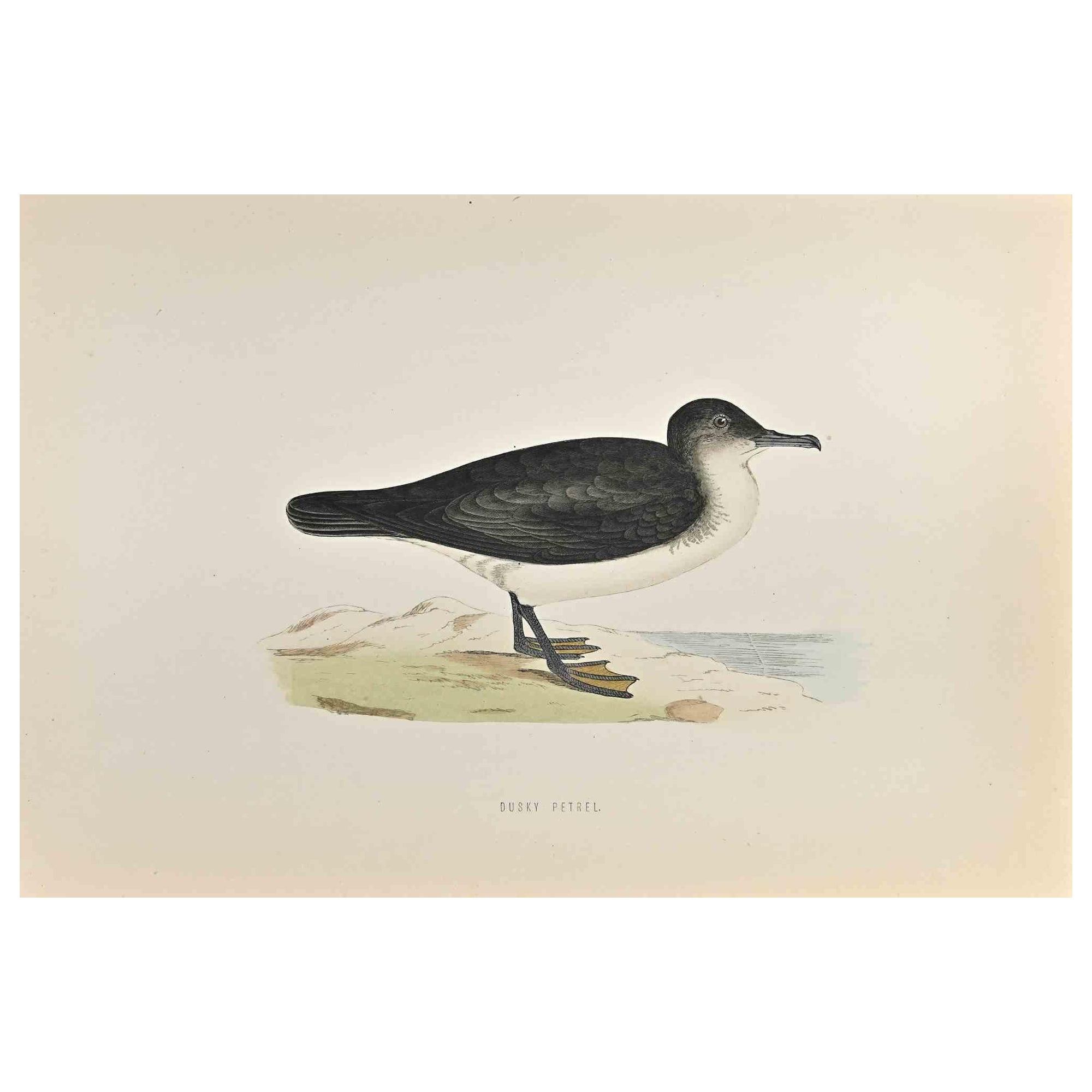 Dusky Petrel è un'opera d'arte moderna realizzata nel 1870 dall'artista britannico Alexander Francis Lydon (1836-1917). 

Stampa xilografica, colorata a mano, pubblicata da London, Bell & Sons, 1870.  Nome dell'uccello stampato sulla targhetta.