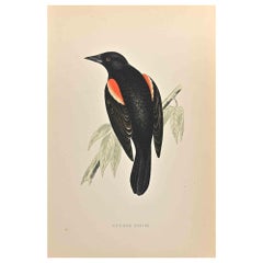 Roter, geflügelter Starling-Druck im Holzschnitt von Alexander Francis Lydon  - 1870
