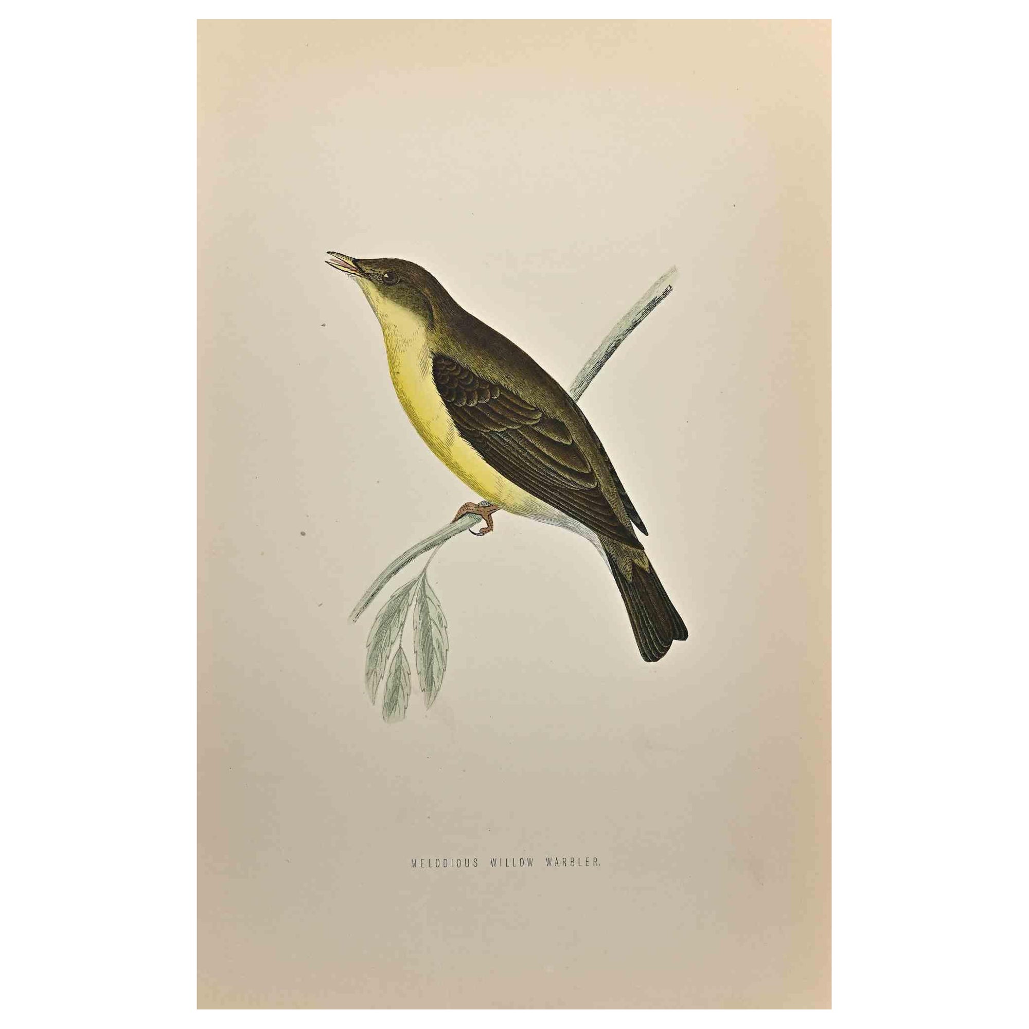Melodious Willow Warbler is a modern artwork realized in 1870 by the British artist Alexander Francis Lydon (1836-1917) . 

Woodcut print, hand colored, published by London, Bell & Sons, 1870.  Name of the bird printed in plate. This work is part of
