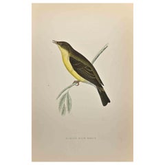 Melodious Willow Warbler - Woodcut Print by Alexander Francis Lydon  - 1870