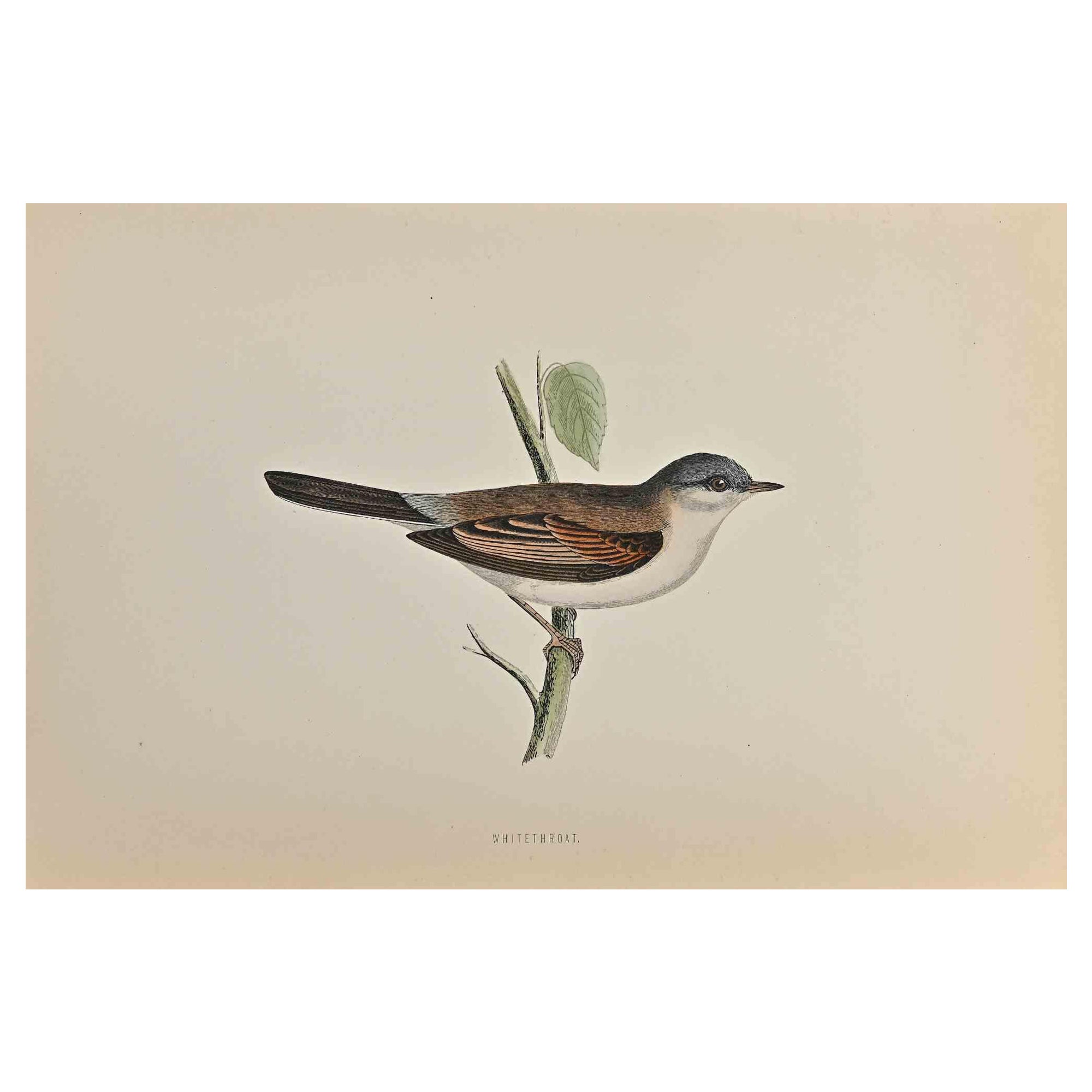 Whitethroat is a modern artwork realized in 1870 by the British artist Alexander Francis Lydon (1836-1917) . 

Woodcut print, hand colored, published by London, Bell & Sons, 1870.  Name of the bird printed in plate. This work is part of a print