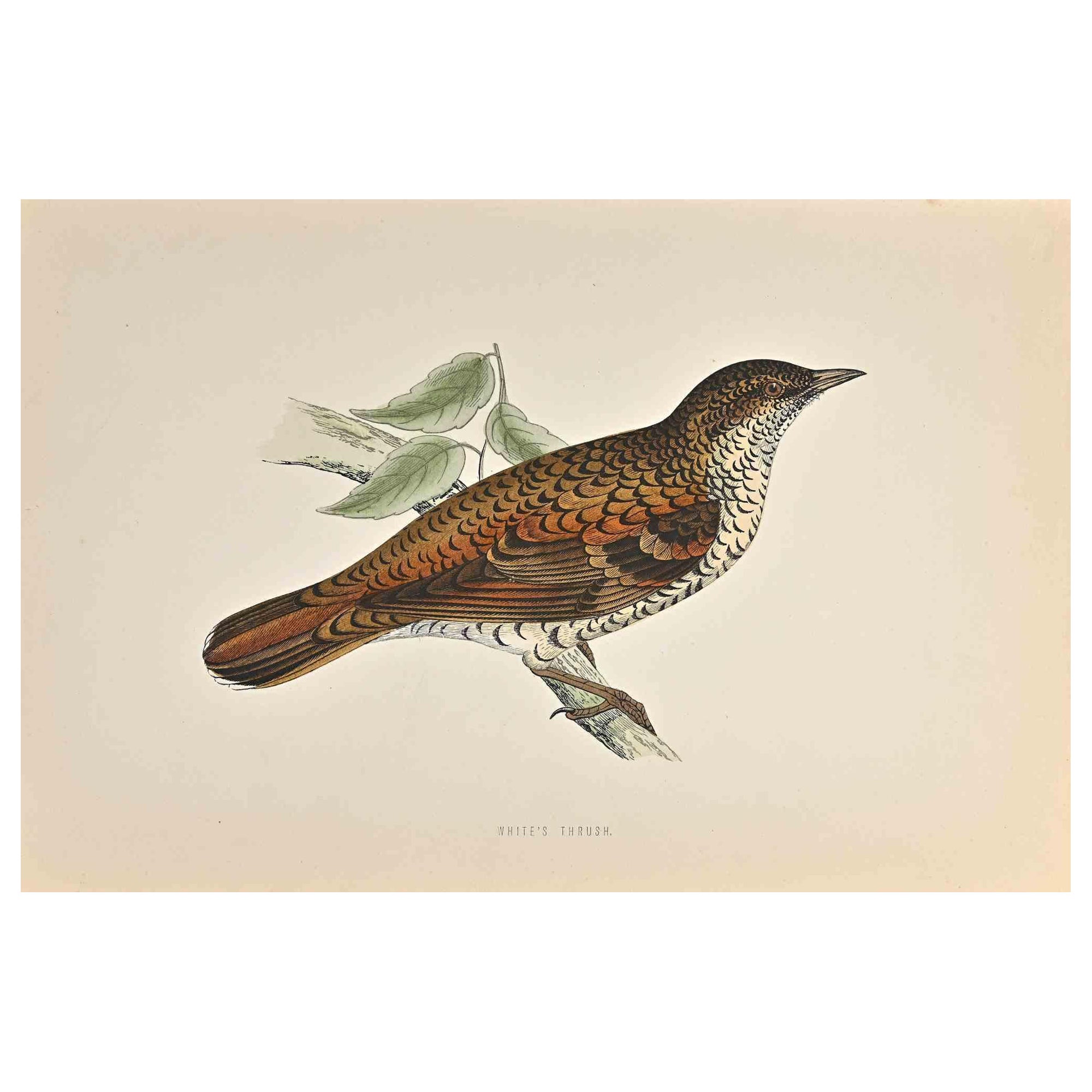 White's Thrush is a modern artwork realized in 1870 by the British artist Alexander Francis Lydon (1836-1917) . 

Woodcut print, hand colored, published by London, Bell & Sons, 1870.  Name of the bird printed in plate. This work is part of a print