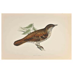 Antique White's Thrush - Woodcut Print by Alexander Francis Lydon  - 1870